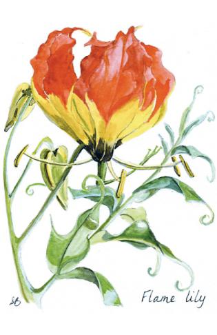 Charity Christmas Cards For Sale Article Photo - Card Design 7: “Flame Lily”