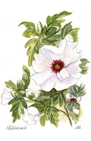 Charity Christmas Cards For Sale Article Photo - Card Design 9: “Hibiscus”