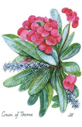 Charity Christmas Cards For Sale Article Photo - Card Design 6: “Crown of Thorns”