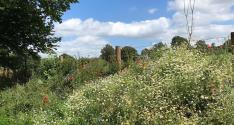 Banner Photo -  -  1594057281Footpaths-32.jpg.jpg