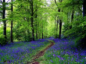 Bluebells are here! Article Graphic