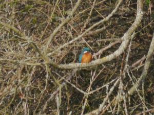 River Thame – Things are Happening! Article Graphic